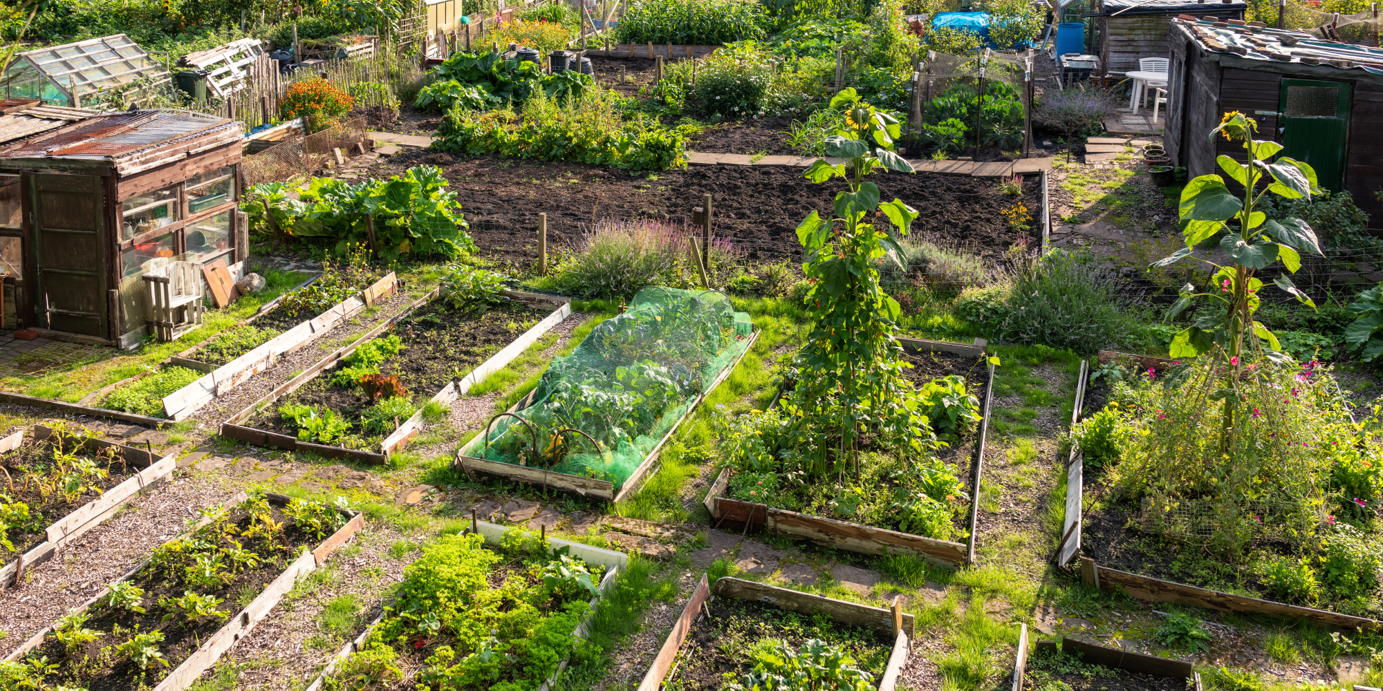 Photo of allotments